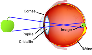 Chirurgie réfractive - schéma de l'oeil